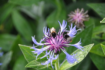 Bee's On Flower