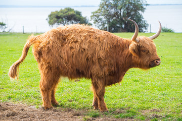 The Scottish highland cow in green grass field. Highland cows are icons of Scotland, they have long horns and long, wavy, wooly coats. 