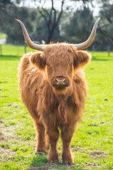 The Scottish highland cow in green grass field. Highland cows are icons of Scotland, they have long horns and long, wavy, wooly coats.