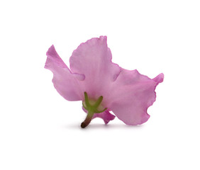 pink violet isolated on white background