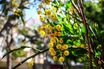 branch of a tree 190410 Ларнака Кипр Larnaca Hotel San Remo Cyprus