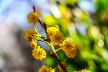 yellow flowers on a tree 190410 Ларнака Кипр Larnaca Hotel San Remo Cyprus