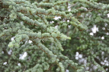 Pine Tree 1