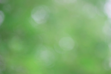 Bokeh green nature, Subtle background in abstract style for graphic design