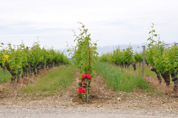 Vineyard