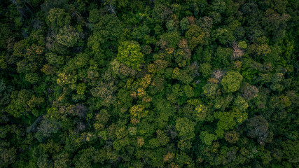 Background of forest, Aerial top view background forest, Texture of forest. - obrazy, fototapety, plakaty