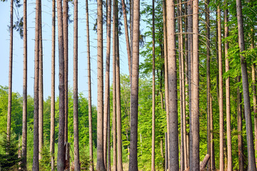 Detail of the trunks of spruce trees seen in a german forest