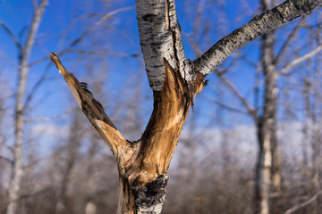 Fototapeta na wymiar Damaged aspen tree