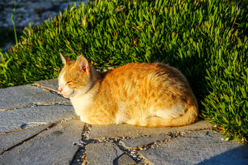 cat in the garden 190410 Айя-Напа и Каво Греко Кипр &Alpha;&gamma;ί&alpha; &Nu;ά&pi;&alpha; Ayia Napa and Cavo Greco &Kappa;ά&beta;&omicron; &Gamma;&kappa;&rho;έ&kappa;&omicron; Capo Greco Cyprus