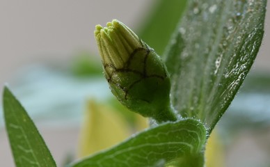 bud of flower