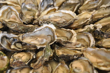 Oyster 1