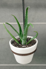 Aloe vera potted plant decor