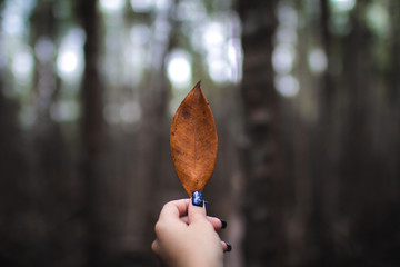 Red autumn leave in girl hands, selective focus,bokeh background in mangrove forest Thailand