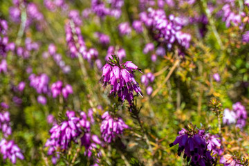 Blooming of Heather/Erica 