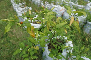 chilli in the garden