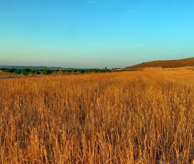 Fototapeta na wymiar Champ de blé et collines dans la lumière du soleil couchant 