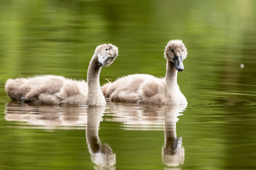 Schwan