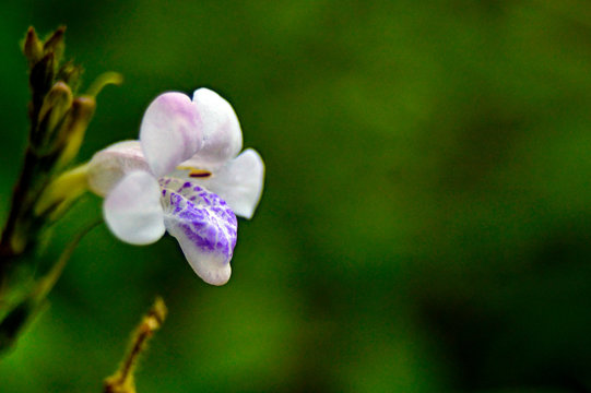 fleurette 