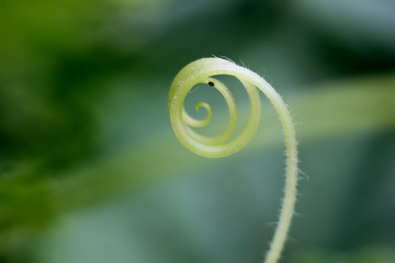 abstraction on a blurred background with a twisted plant