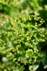 The leafy spurge (Euphorbia esula), also known as wolf’s milk, is a long-lived perennial native...