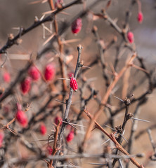 red plant closeup west bengal