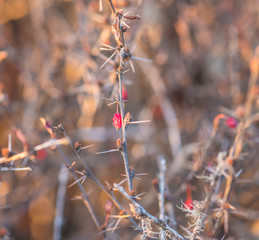 red plant closeup west bengal