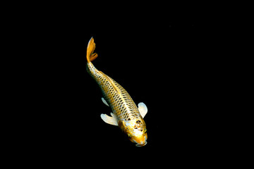 colorful koi carps surfaces in a feeding frenzy