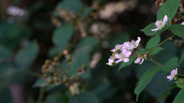 Wild Blackberry from blossom to green, manual focus rack - (4K)