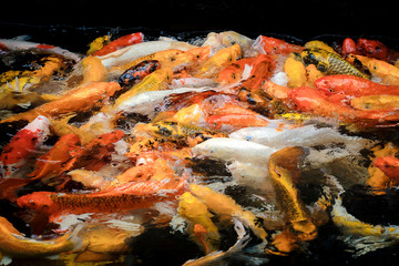 Obraz na płótnie Canvas colorful koi carps surfaces in a feeding frenzy