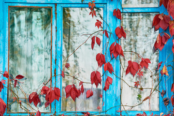 Large branches with red leaves are hanging on blue window of building.