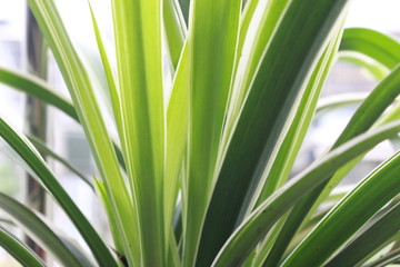 Obraz premium green leaf of plant