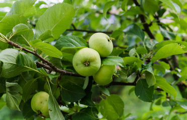 Green apples ripen on the branches of an apple tree.