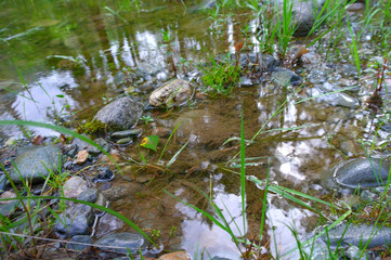Trees and sky reflections on water.Summer season. Stone shore near pond. Green plants growing in swamp. Overgrown pond. Still water. Wild river in park or garden. Ecology friendly. Summer season.