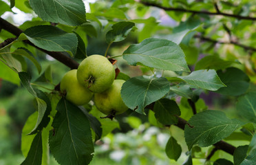 Green apples ripen on the branches of an apple tree.