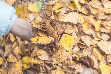 The hands of child hold dry autumn leaves fallen from tree.