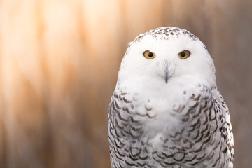 Gray owl with a white head sitting in the aviary of zoo with sunlight.