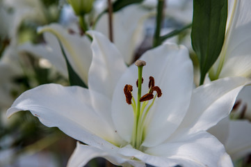 Les tulipes hollande du jardin de Keukenhof