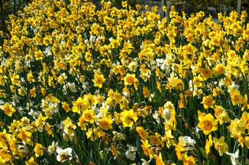 Les tulipes hollande du jardin de Keukenhof