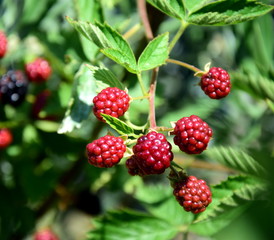 Unreife Brombeeren in der Farbe rot an einem Brombeerbusch im Garten