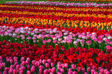 Les tulipes hollande du jardin de Keukenhof