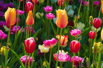 Les tulipes hollande du jardin de Keukenhof