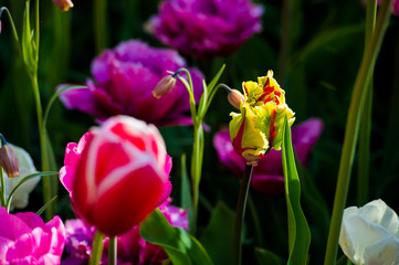 Les tulipes hollande du jardin de Keukenhof