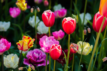 Les tulipes hollande du jardin de Keukenhof