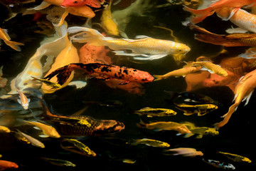 colorful koi carps surfaces in a feeding frenzy