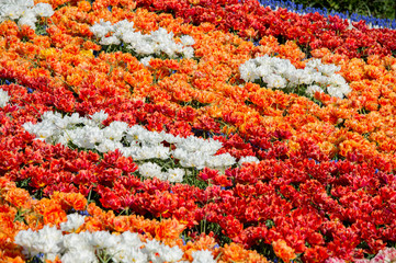 Fototapeta na wymiar Les tulipes hollande du jardin de Keukenhof