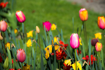 Obraz premium Holenderskie tulipany w ogrodzie Keukenhof