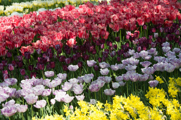 Les tulipes hollande du jardin de Keukenhof