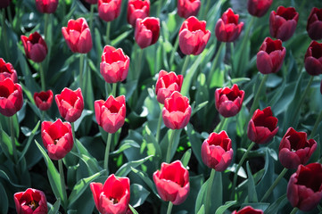 Les tulipes hollande du jardin de Keukenhof