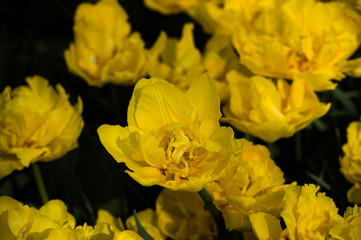 Les tulipes hollande du jardin de Keukenhof
