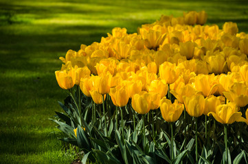Obraz premium Les tulipes hollande du jardin de Keukenhof
